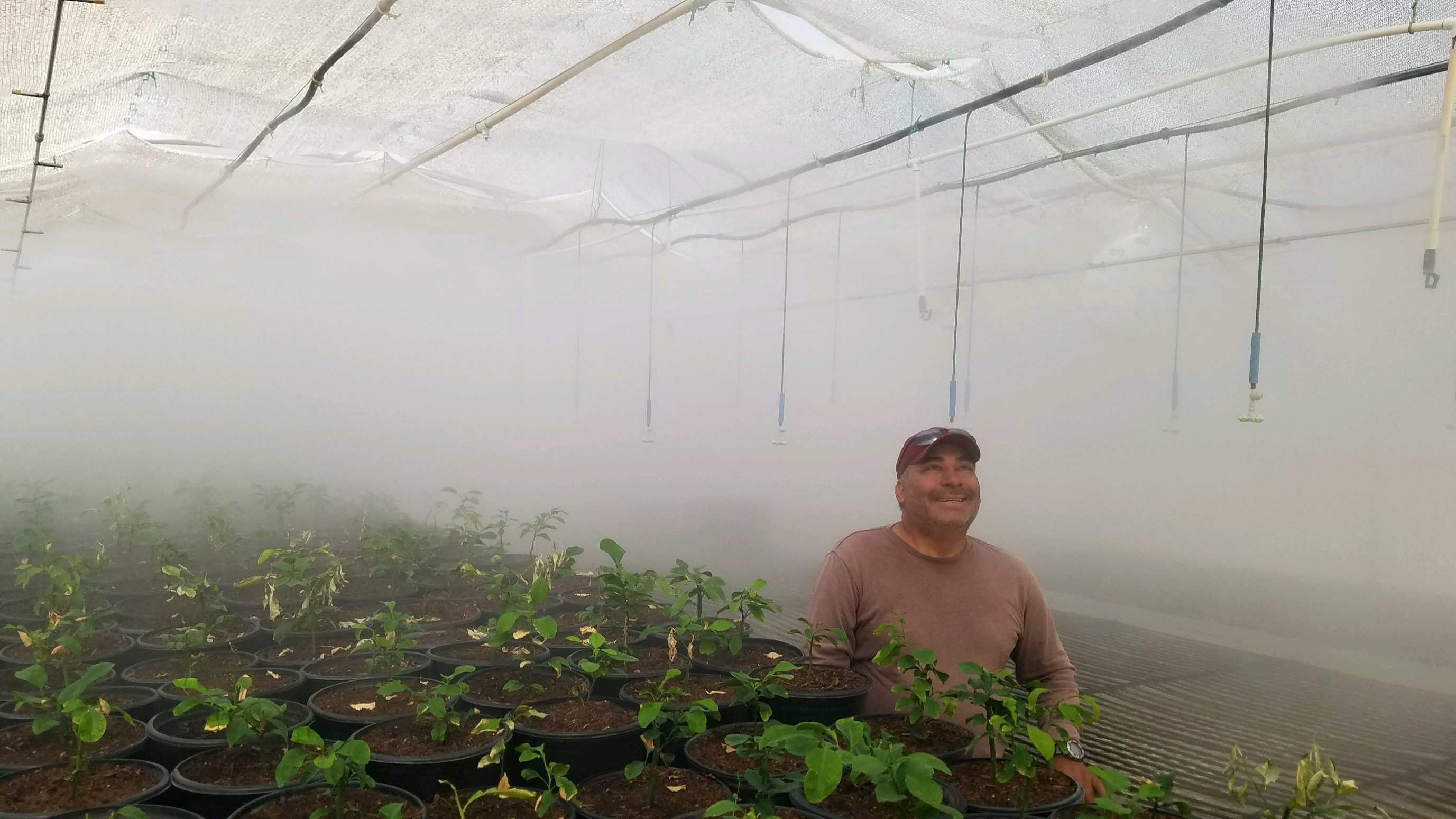 Greenhouse misting